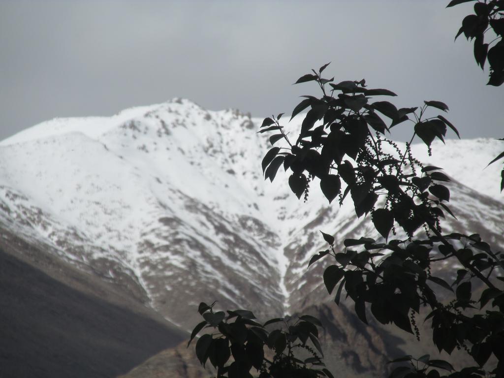 Streamlet Homestay Leh Buitenkant foto